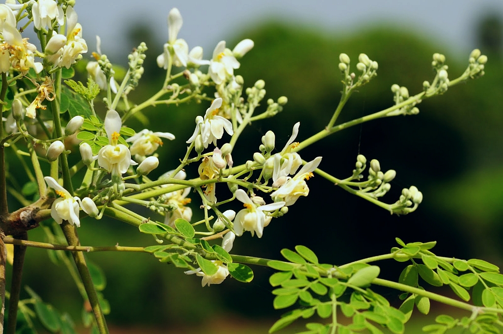 Health Benefits of Moringa