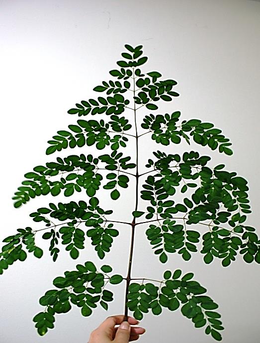 Moringa oleifera