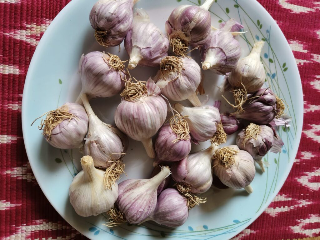 Organic Purple Pahadi Garlic (Lahsun)