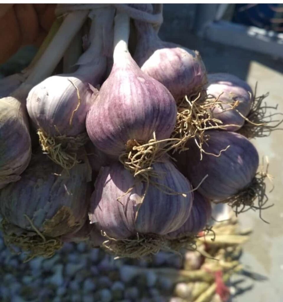 Organic Purple Pahadi Garlic (Lahsun)