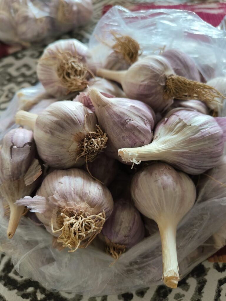 Organic Purple Pahadi Garlic (Lahsun)