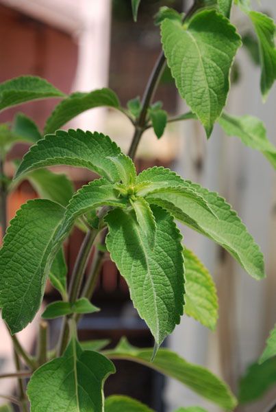 health benefits of Vana Tulsi leaves