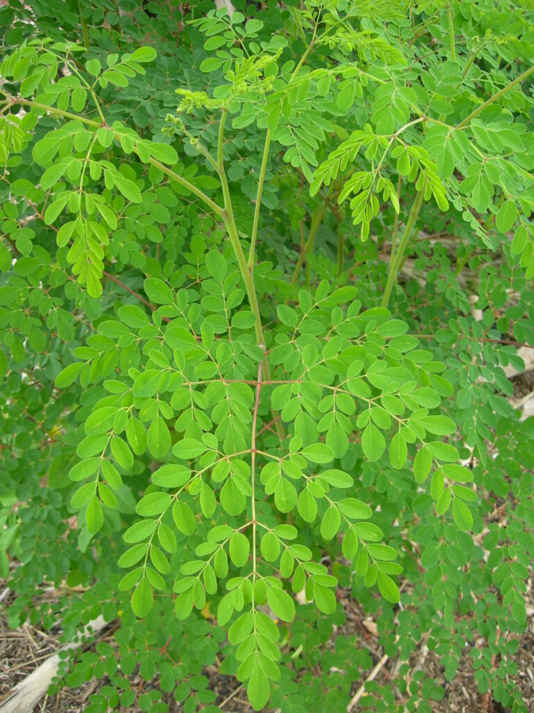 moringa health benefits