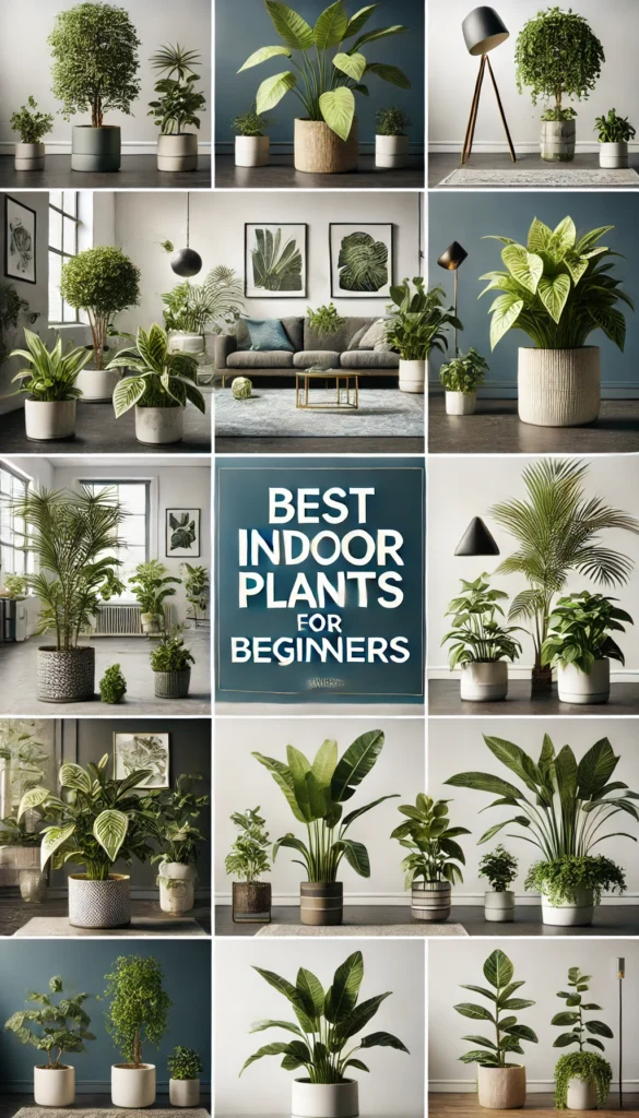 Best Indoor Plants for Beginners