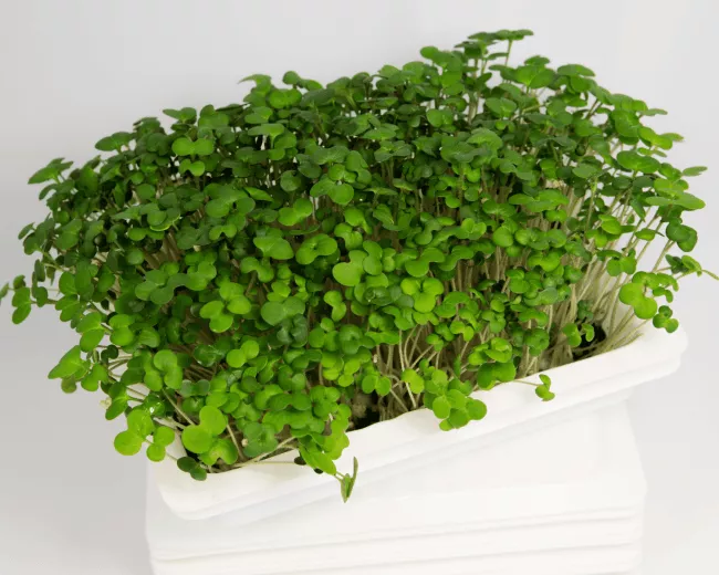 microgreens 